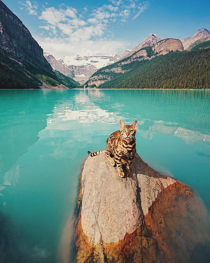kucing coklat pada formasi batuan dikelilingi oleh badan air, kucing, pemandangan, gunung, air, batu, pohon, hewan, Wallpaper HD, wallpaper seluler