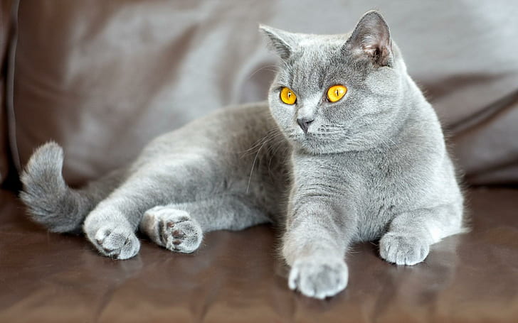 Cat Look Gray, look, gray, HD wallpaper