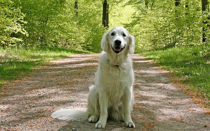 adult light golden retriever, dog, grass, woods, sitting, HD wallpaper