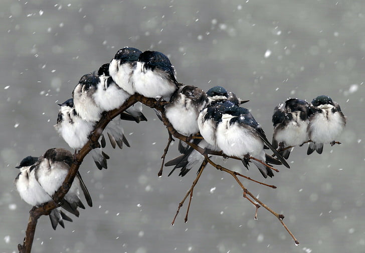かわいい雪の鳥hd壁紙無料ダウンロード Wallpaperbetter