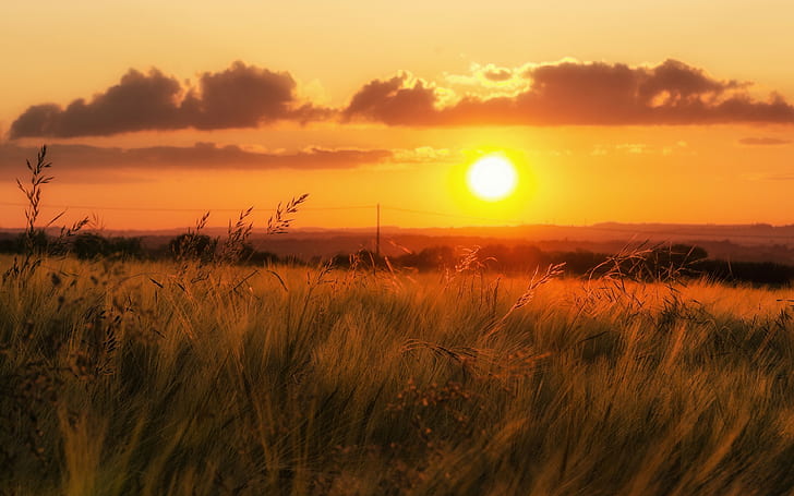 grass, sunset backgrounds, field, sky, download 3840x2400 grass, HD wallpaper