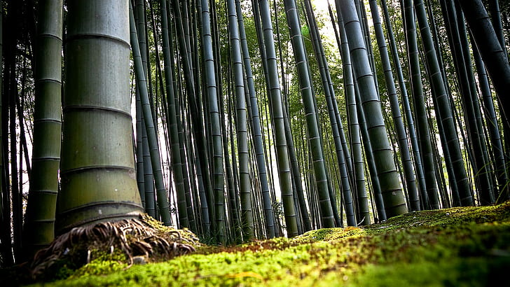 selva, bambu, árvores, floresta, natureza, paisagem, HD papel de parede