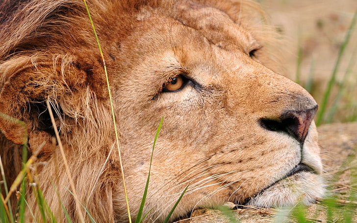 สิงโตสีน้ำตาลสิงโตใบหน้านักล่าแมวตัวใหญ่, วอลล์เปเปอร์ HD