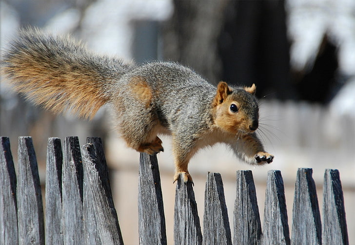 brown and gray squirrel, squirrel, fence, walk, tail, gait, HD wallpaper