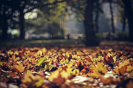 feuilles séchées, automne, feuilles, parc, feuillage, focus, Pologne, bokeh, Fond d'écran HD HD wallpaper