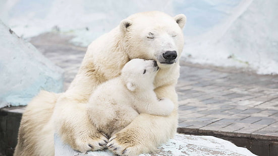 polar bear and cub, polar bears, cute animals, 4k, HD wallpaper HD wallpaper