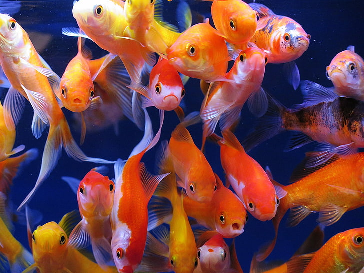 animals, fish, goldfish, Many, HD wallpaper