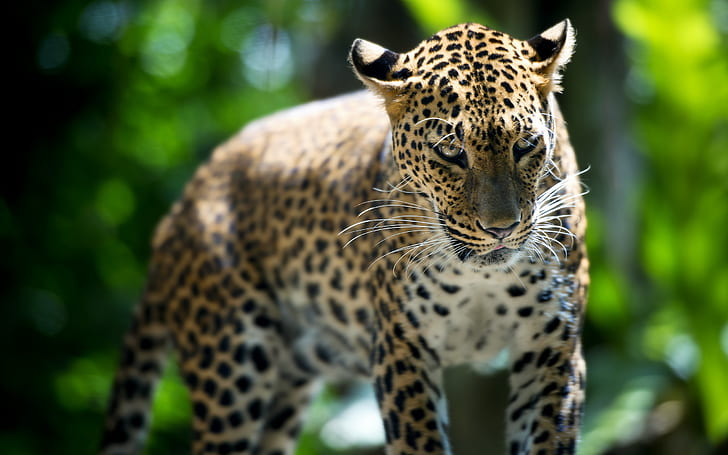 bête, léopard, zoo de singapour, Fond d'écran HD