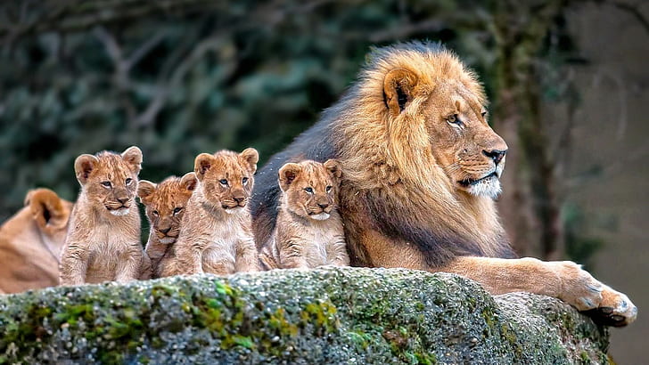 animais, filhotes, leão, mamíferos, HD papel de parede