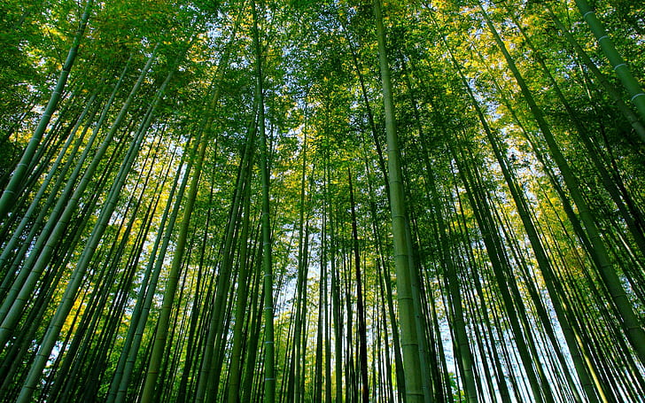 Bamboo Forest, Bamboo, Nature, Green, Scenery, bamboo forest, bamboo, nature, green, scenery, HD wallpaper