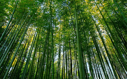 Bamboo Forest, Bamboo, Nature, Green, Scenery, bamboo forest, bamboo, nature, green, scenery, HD wallpaper HD wallpaper