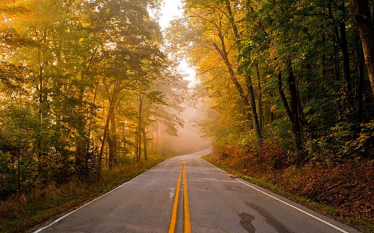 Estradas, árvores, floresta, outono, outono, telefone, estrada concreta entre árvores, estradas, outono, outono, floresta, telefone, árvores, HD papel de parede