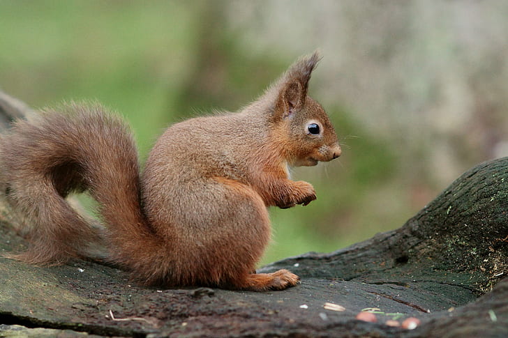 écureuil brun sur le tronc d'arbre, écureuil, rongeur, animal, nature, mammifère, faune, brun, à l'extérieur, mignon, forêt, arbre, manger, Fond d'écran HD