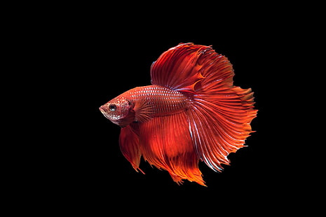 ปลากัดสีสันสดใสปลากัดสยามเขตร้อน, วอลล์เปเปอร์ HD HD wallpaper