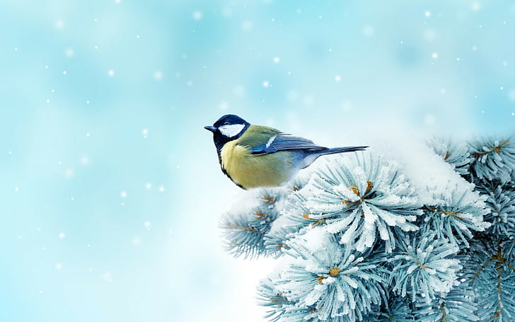 Bird, Chickadee, Spruce, Snow, HD wallpaper