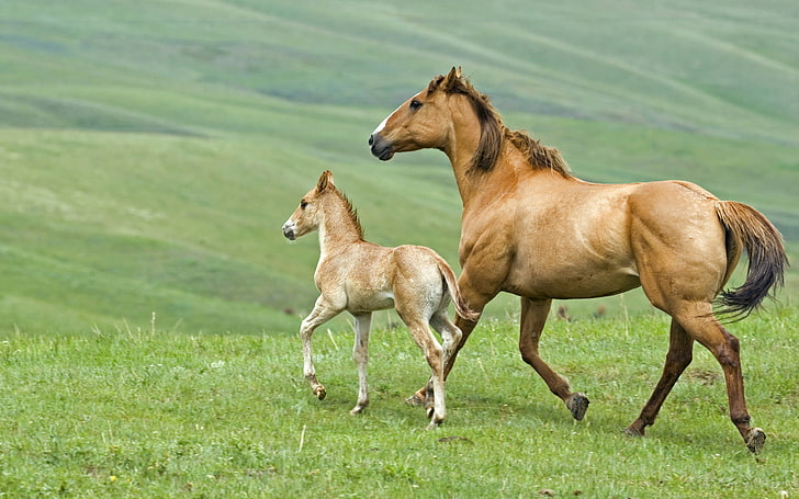 brown horse and pony, grass, horse, foal, HD wallpaper