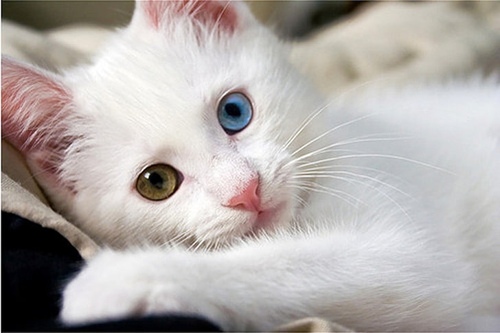 قطة بيضاء لطيفة ، قطة بيضاء قصيرة الفراء ، حيوانات ، قطة ، خلفيات حيوانات لطيفة ، خلفيات قطط، خلفية HD
