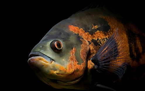 fish, oscar, HD wallpaper HD wallpaper