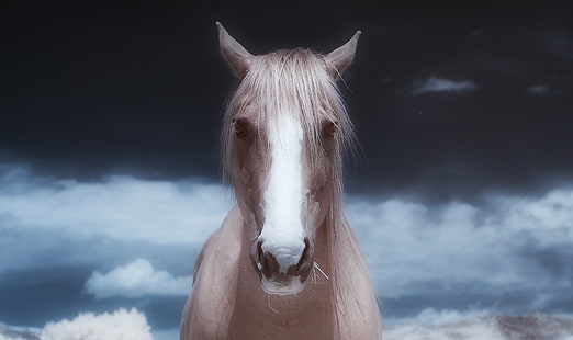 cavalo marrom e branco sob céu nublado, max marrom, cavalo branco, nublado, fotografia, caballo, equino, infravermelho, IR, o cachorro riu, retratos, cavalo, animal, garanhão, mamífero, animal Cabeça, juba, fazenda, natureza,ao ar livre, marrom, HD papel de parede HD wallpaper