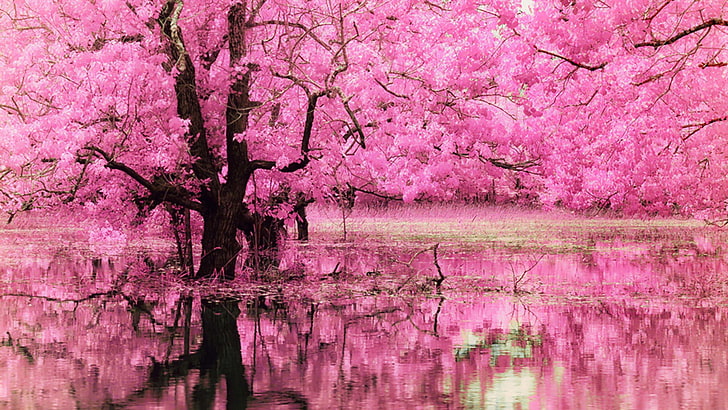 木、木、花、ハナミズキ、地球、自然、ピンク、ピンクの花、池、反射、 HDデスクトップの壁紙