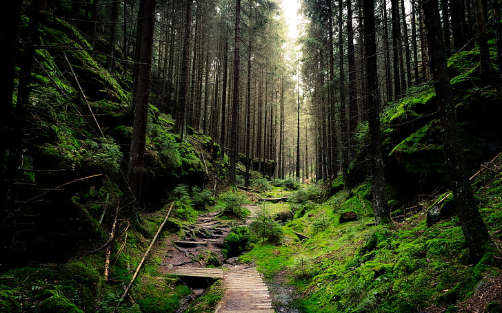 Into The Forest, forests, germany, green, landscape, nature, perspective, photography, trees, HD wallpaper
