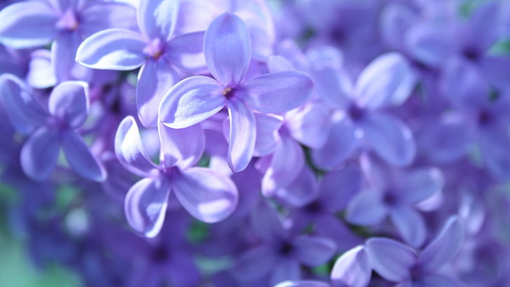 lavender-flowers-purple-violet-wallpaper-preview.jpg