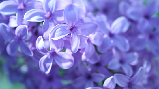 fleur pétale violet et blanc, lavande, fleurs, violet, violet, macro, nature, Fond d'écran HD HD wallpaper