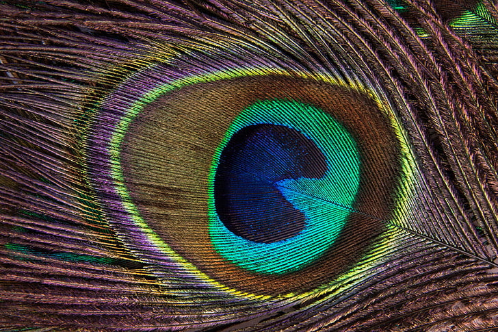 background, bird feather, bright blue, colorful, dark blue, eye, fund, greenish, jewellery, macro, pavo cristatus, peacock, peacock feather, structure, symbol of wealth, upper deck feather tail, visual ornament, HD wallpaper