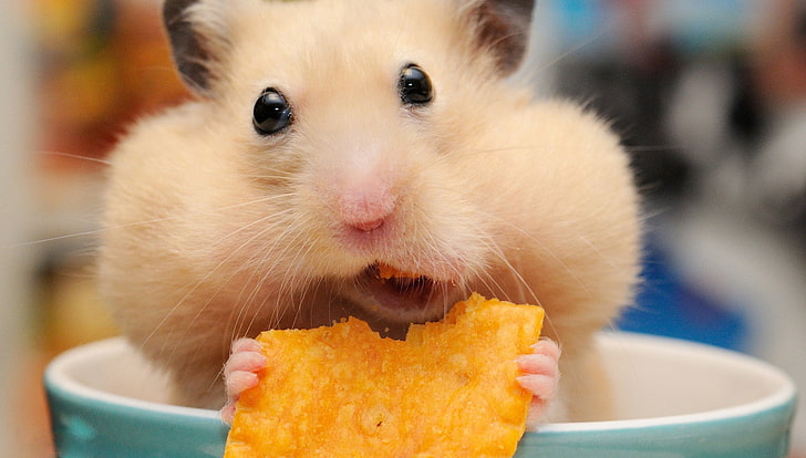 fawn hamster, hamster, muzzle, mug, lunch, rodent, chips, cheeks, HD wallpaper