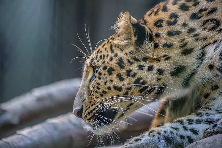 face, predator, profile, fur, wild cat, zoo, the Amur leopard, the far Eastern leopard, HD wallpaper