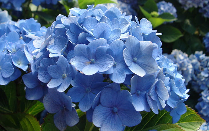 Hortensior, blå hortensiorblomma, blommor, 2880x1800, hortensior, HD tapet