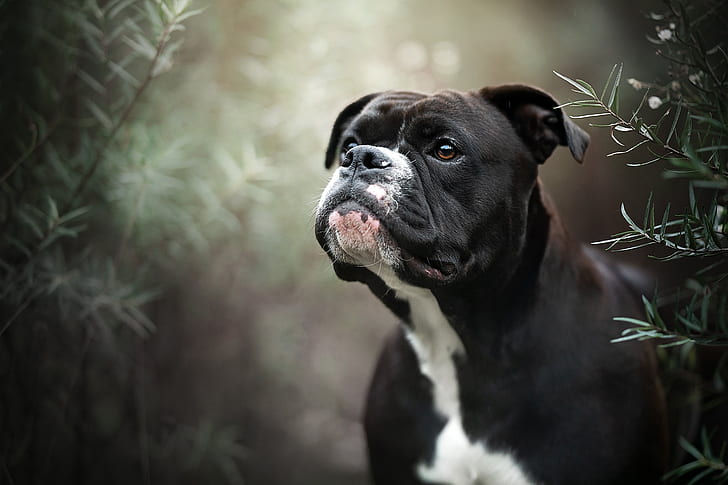 Cães, Boxer, Boxer (Cão), Cão, Animal de Estimação, HD papel de parede
