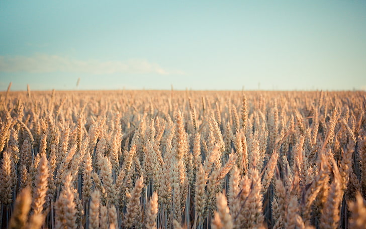 campo de trigo, paisagem, espiguetas, plantas, campo, natureza, profundidade de campo, trigo, brilhante, luz solar, HD papel de parede