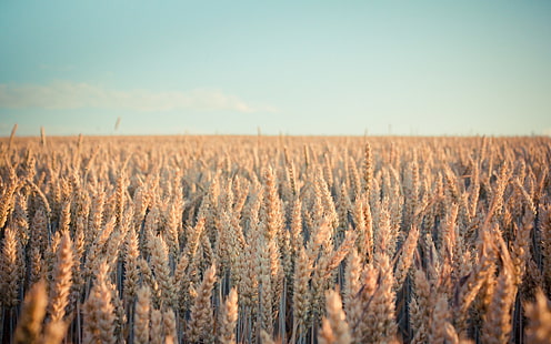 campo de trigo, paisaje, espiguillas, plantas, campo, naturaleza, profundidad de campo, trigo, brillante, luz solar, Fondo de pantalla HD HD wallpaper