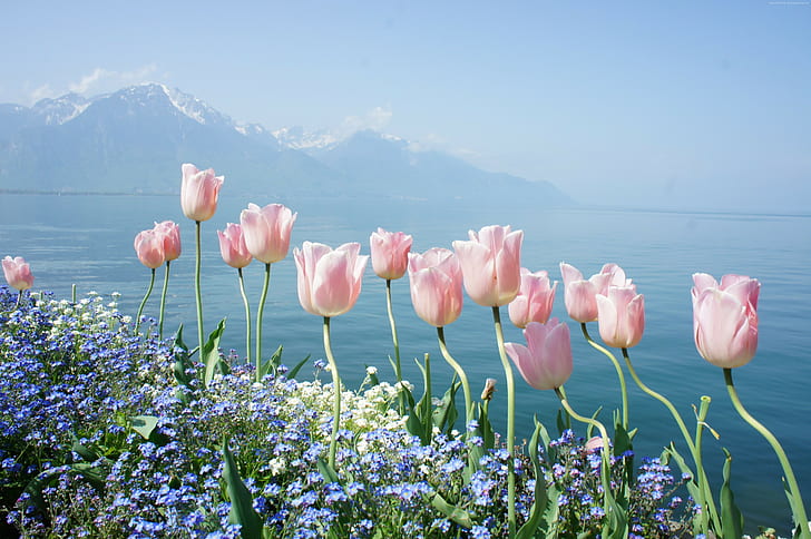 tulipan, 4k, wiosenne kwiaty, góry, Tapety HD