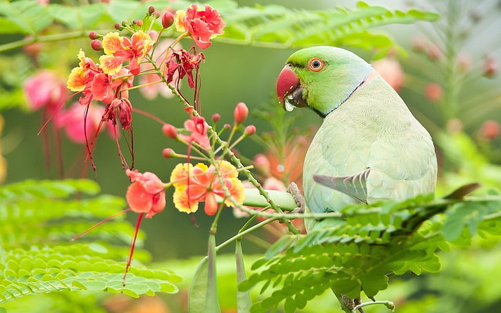 Папагалска птица на дърво-животно HD тапет, зелен папагал с пръстени с роза, HD тапет