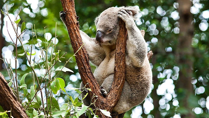 Australia, koala sleep in the tree, herbivorous animals, forest, Australia, Koala, Sleep, Tree, Herbivorous, Animals, Forest, HD wallpaper