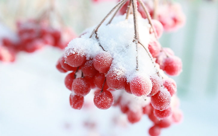 round pink fruit, rowan, snow berry, winter, branch, HD wallpaper