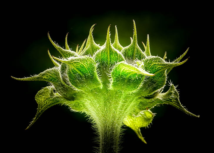 close up photo of green leaf plant, sunflower, sunflower, Sunflower, close up, photo, green leaf, plant, nature, close-up, leaf, botany, HD wallpaper