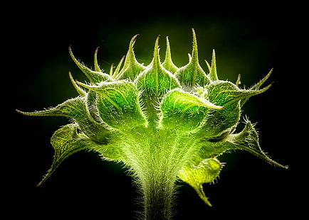 foto close up tanaman daun hijau, bunga matahari, bunga matahari, bunga matahari, foto close up, foto, daun hijau, tanaman, alam, close-up, daun, botani, Wallpaper HD HD wallpaper