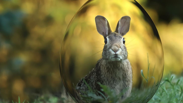 easter, bunny, egg, rabbit, funny, cute, nose, ears, HD wallpaper