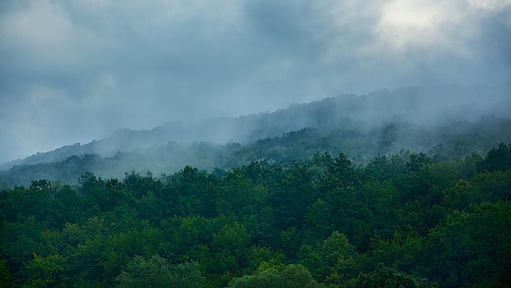 paisaje, árboles, niebla, naturaleza, bosque, Fondo de pantalla HD