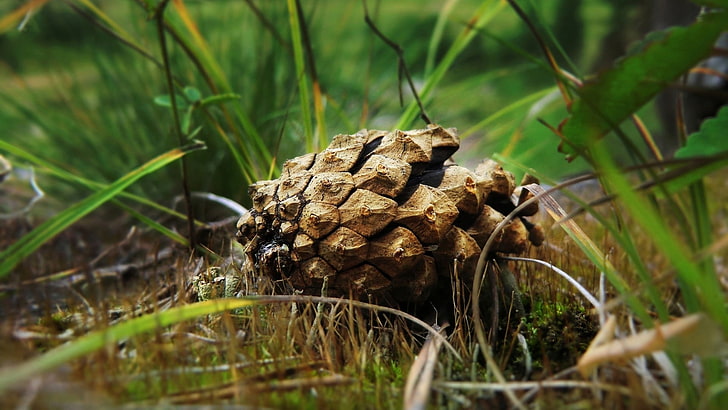 brown and black stone fragment, nature, grass, cones, pine cones, ground, depth of field, leaves, plants, HD wallpaper