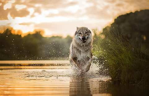 lobo gris, corriendo, perro, naturaleza, agua, animales, Fondo de pantalla HD HD wallpaper