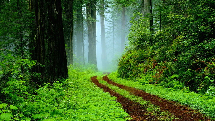 sentiero nel bosco circondato da alberi e piante verdi, tropicale, foresta pluviale, sentiero, nebbioso, Sfondo HD