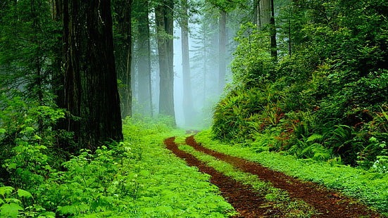skogsväg omgiven av gröna träd och växter, tropisk, regnskog, väg, dimmig, HD tapet HD wallpaper