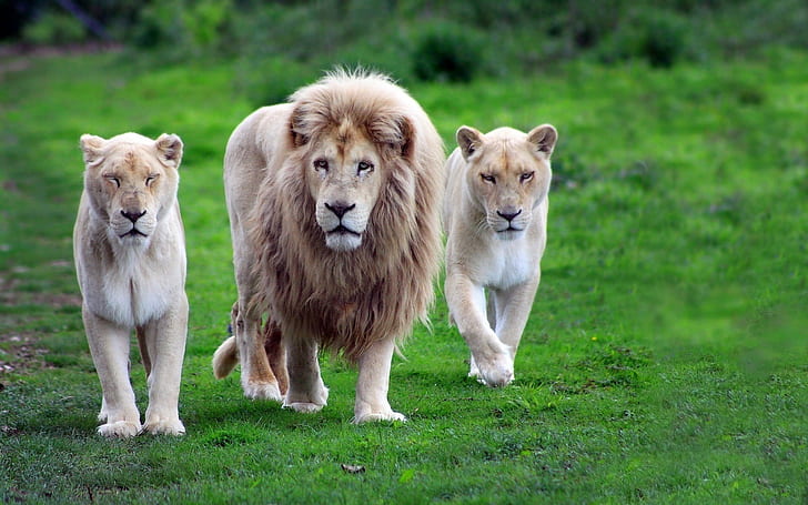 Familia de leones, 1 animal de león y 2 de leona, familia de leones, animales, Fondo de pantalla HD