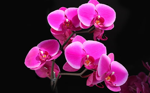 Фаленопсис орхидея малиновая красивая, Фаленопсис орхидея, малиновая красивая, HD обои HD wallpaper