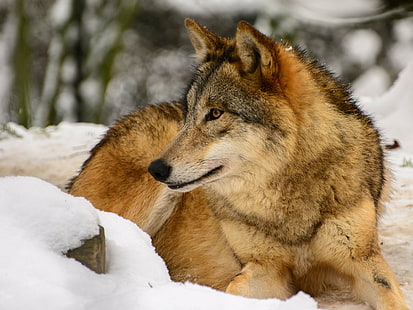 brązowy wilk leżący na śniegu, DSC, na śniegu, wilk śnieżny, wilki, wilk mongolski, zwierzęta, dzikie zwierzę, ssak, Szwajcaria, Tiere, Raubtier, drapieżnik, drapieżnik, Zoo w Zurychu, Zürich Zoo, Zoo Zürich, Zürcher, Zoo w Zurychu, śnieg, wilk, zima, szary wilk, mięsożerne, zwierzę, dzikość, natura, zwierzęta na wolności, pies, psi, Tapety HD HD wallpaper
