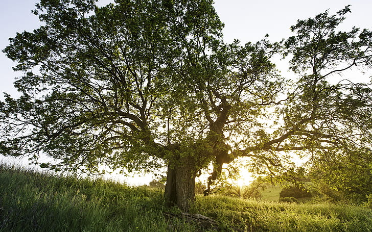 Ağaç Güneş Işığı Çimen HD, doğa, güneş ışığı, ağaç, çimen, HD masaüstü duvar kağıdı